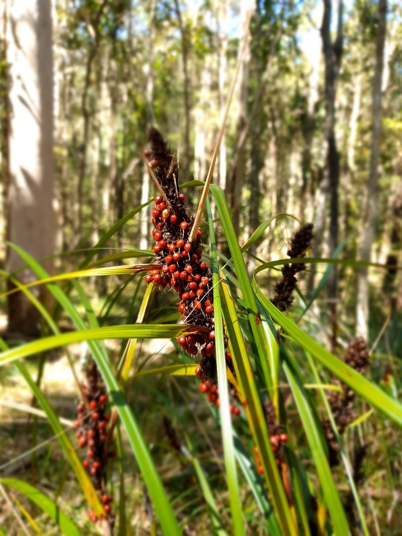 Round Sawsedge photo 3