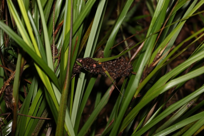 Round Sawsedge photo 4