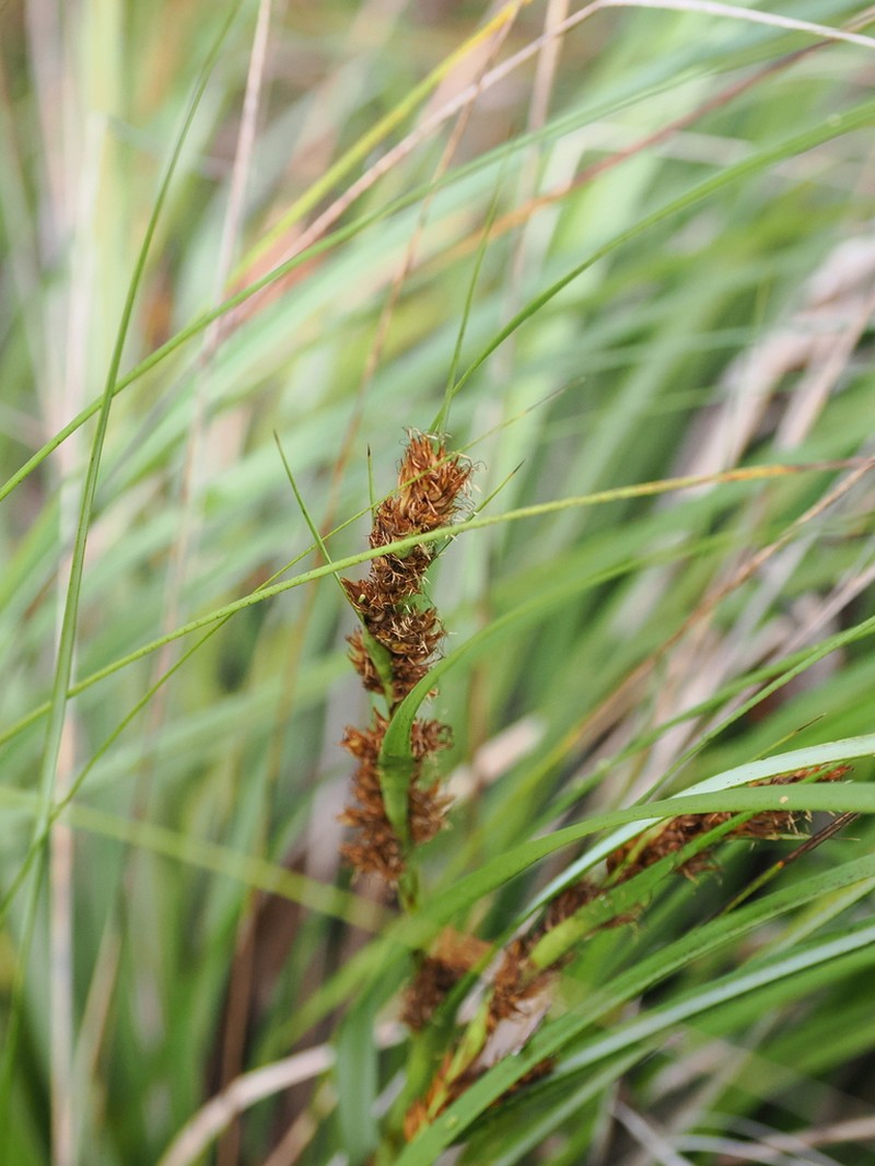 Round Sawsedge photo 5