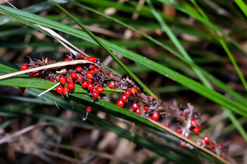 Round Sawsedge photo 6