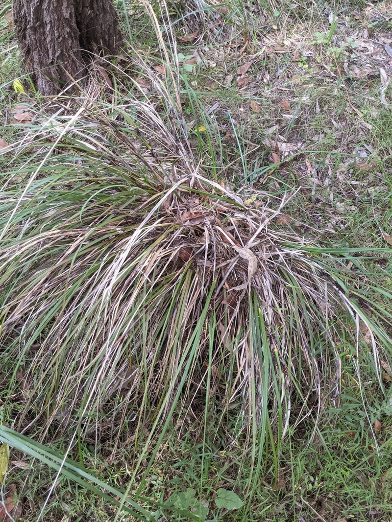 Round Sawsedge photo 7