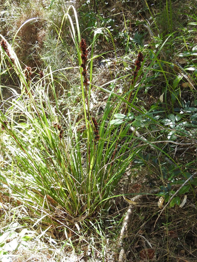 Round Sawsedge photo 8