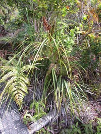 Forest Sawsedge
