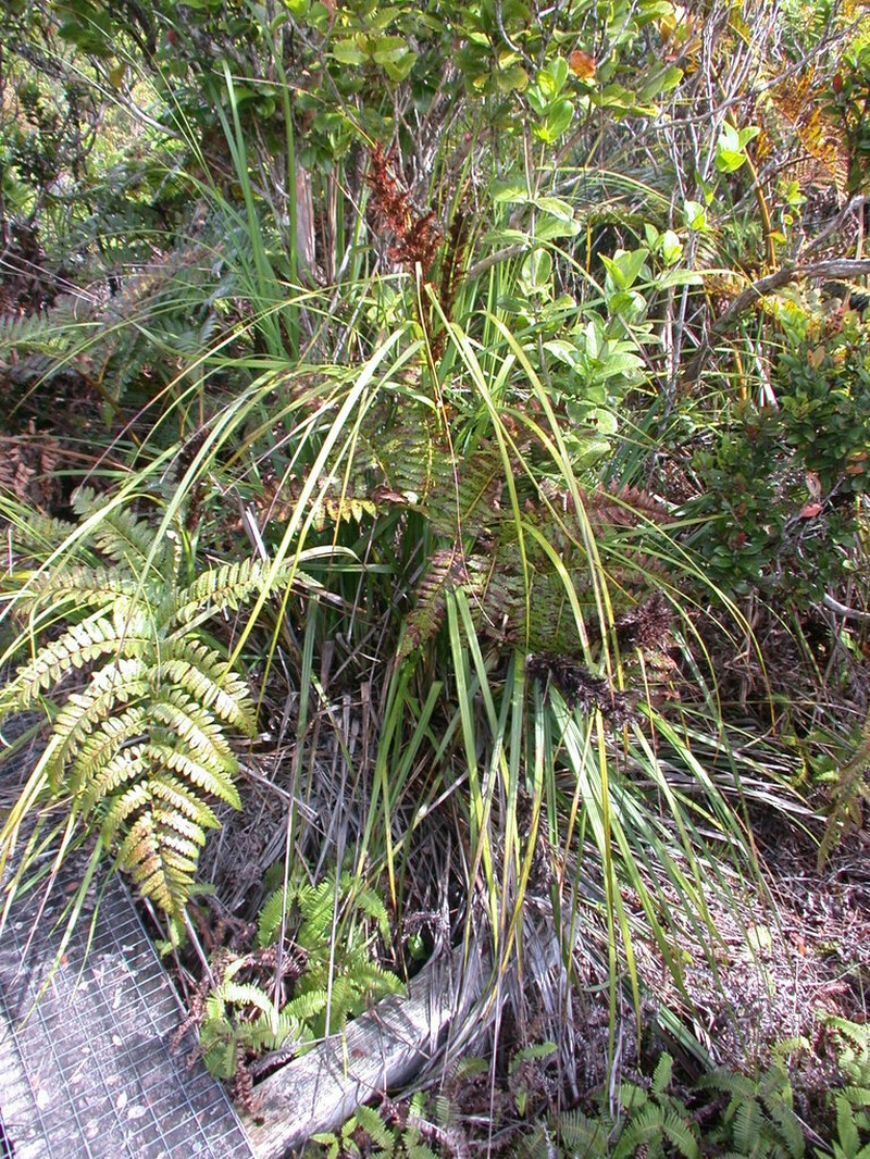 Forest Sawsedge
