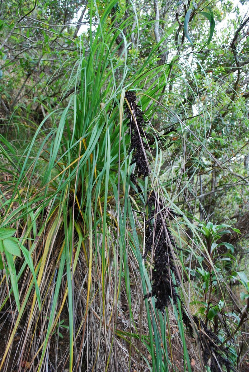 Forest Sawsedge photo 2