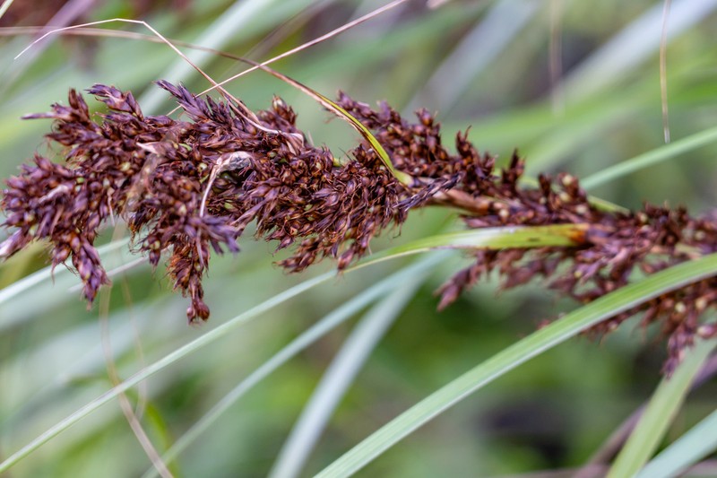 Forest Sawsedge photo 3