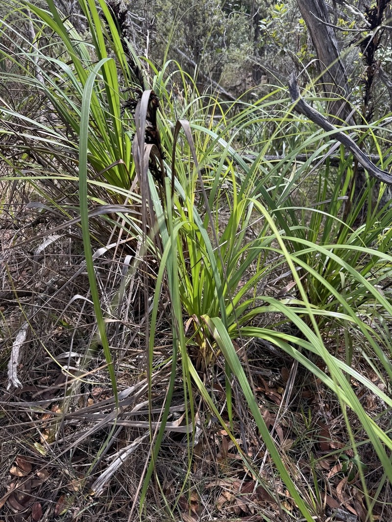 Forest Sawsedge photo 4