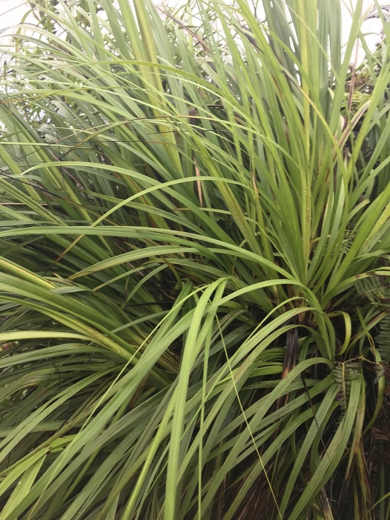 Forest Sawsedge photo 5