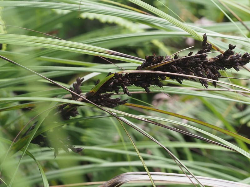 Forest Sawsedge photo 6