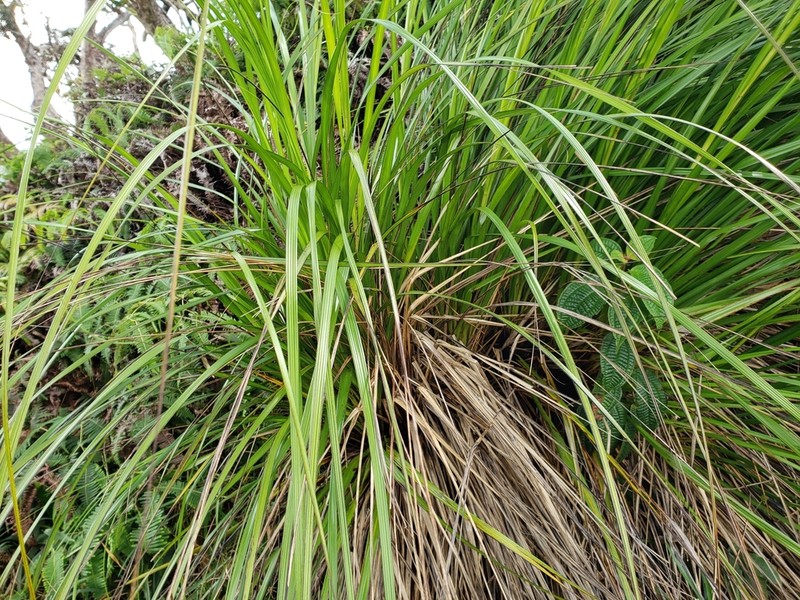 Forest Sawsedge photo 7