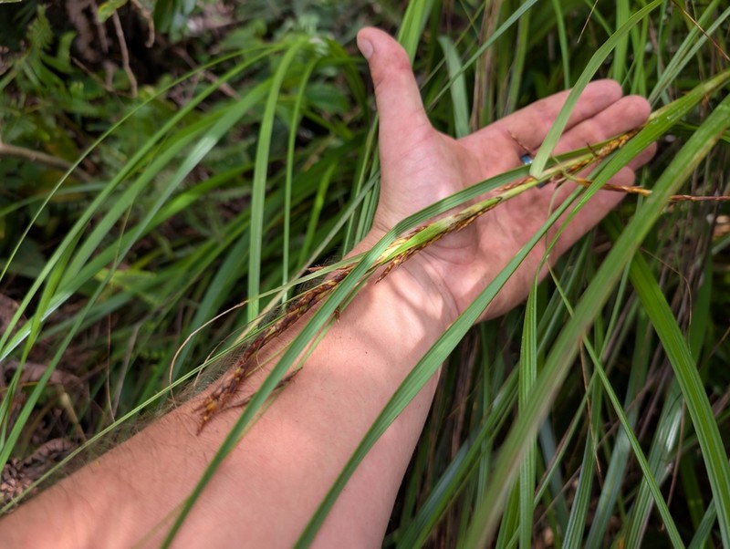 Forest Sawsedge photo 8