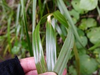 Lanai Sawsedge