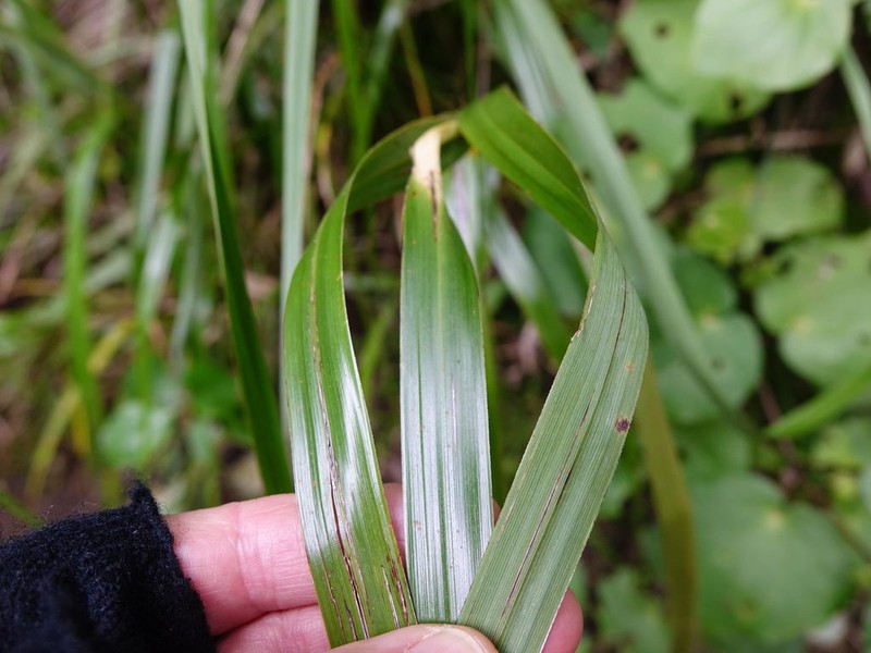 Lanai Sawsedge