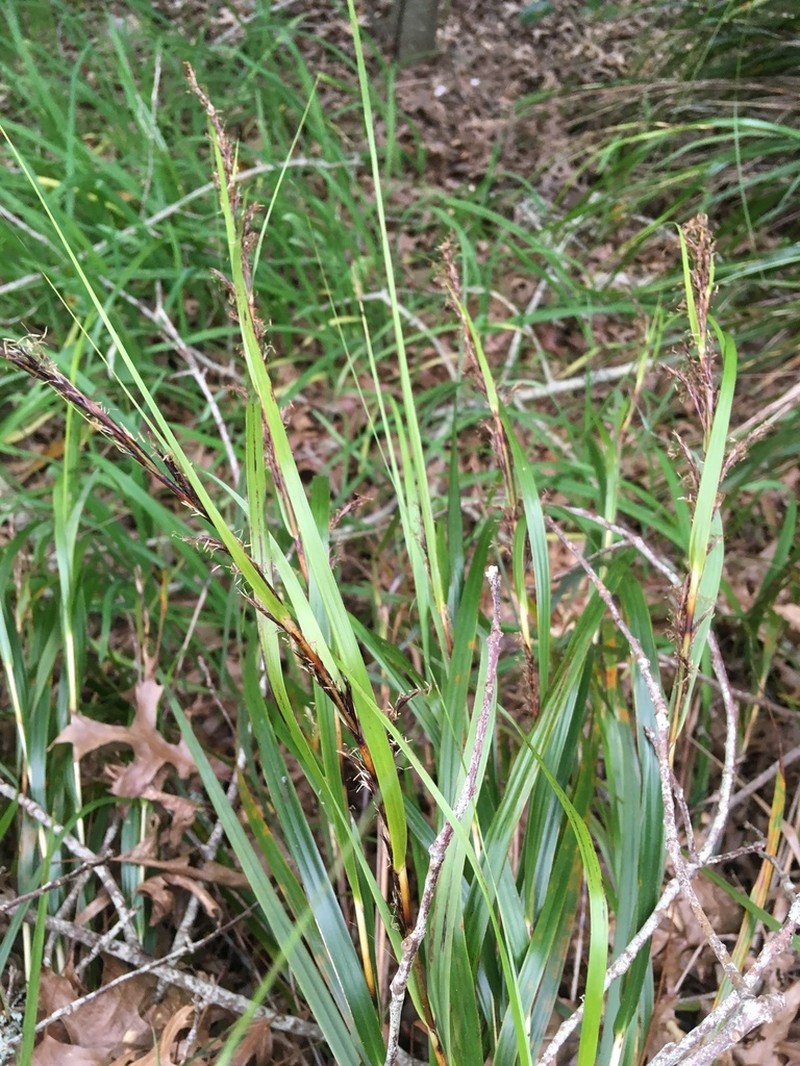 Lanai Sawsedge photo 2