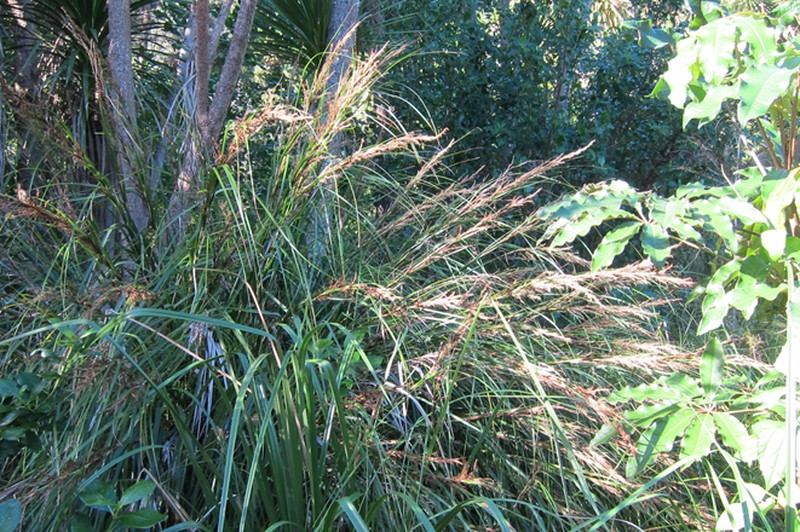 Lanai Sawsedge photo 3