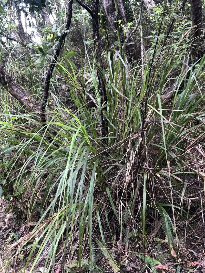 Lanai Sawsedge photo 4