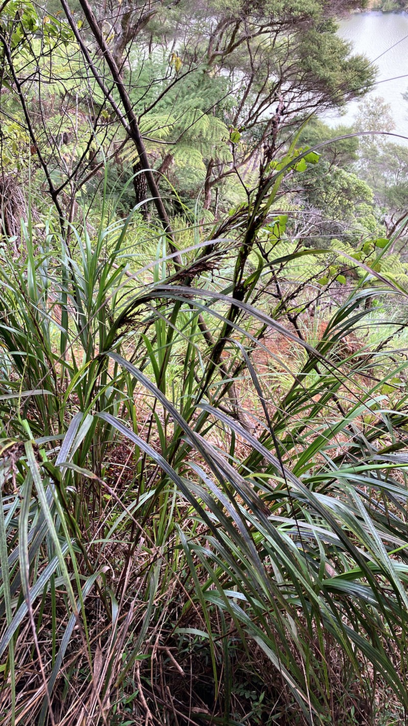 Lanai Sawsedge photo 5