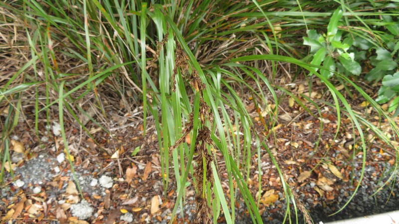 Lanai Sawsedge photo 6