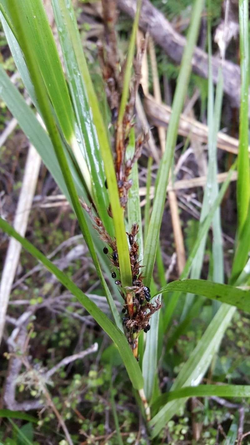Lanai Sawsedge photo 8