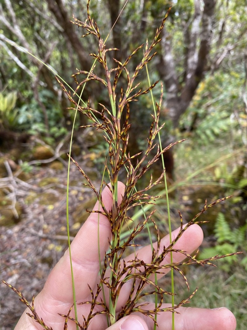 Fijian Sawsedge