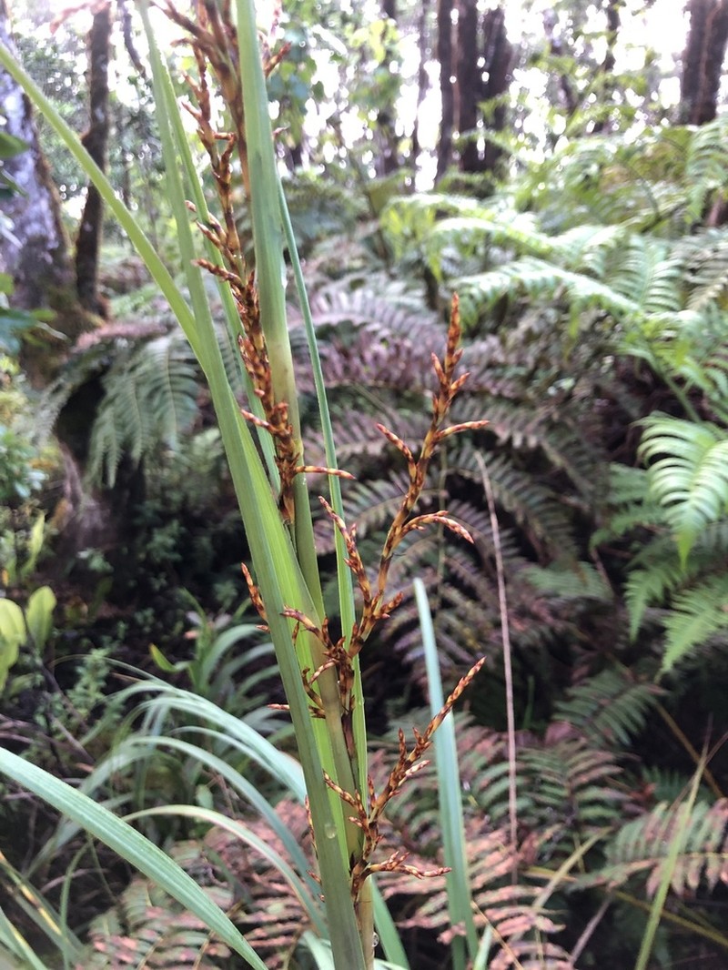 Fijian Sawsedge photo 2