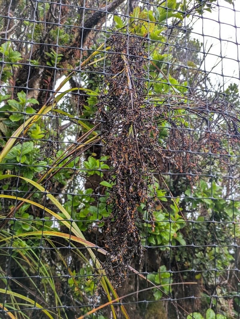 Fijian Sawsedge photo 3