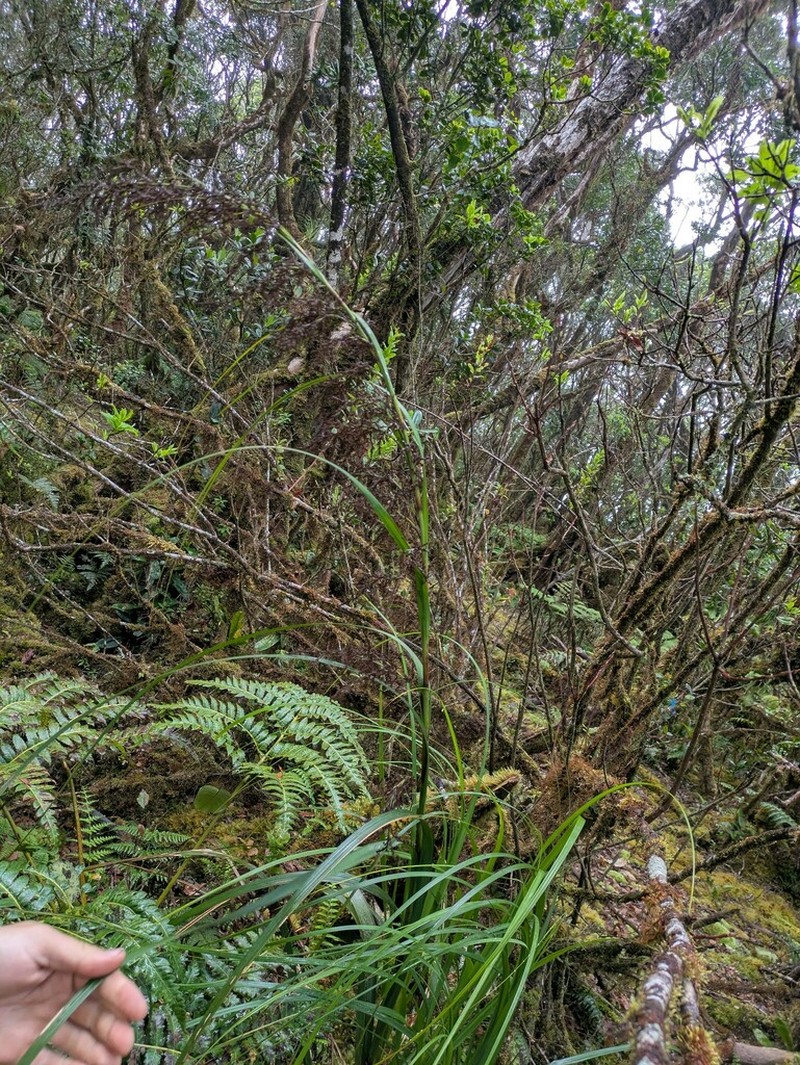 Fijian Sawsedge photo 4