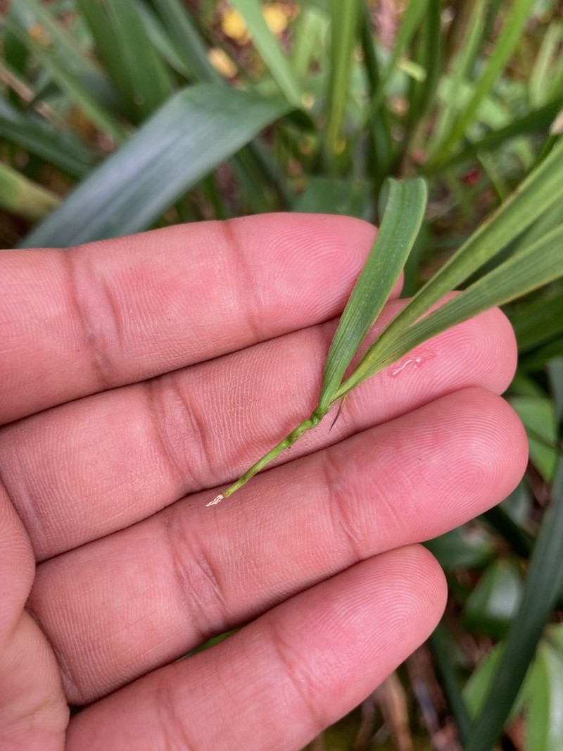 Fijian Sawsedge photo 5