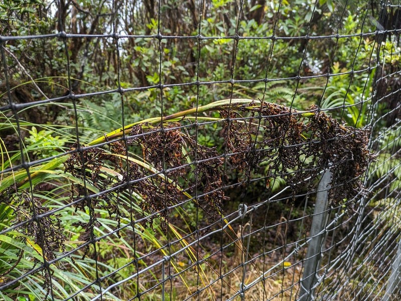 Fijian Sawsedge photo 6