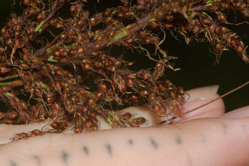 Fijian Sawsedge photo 7