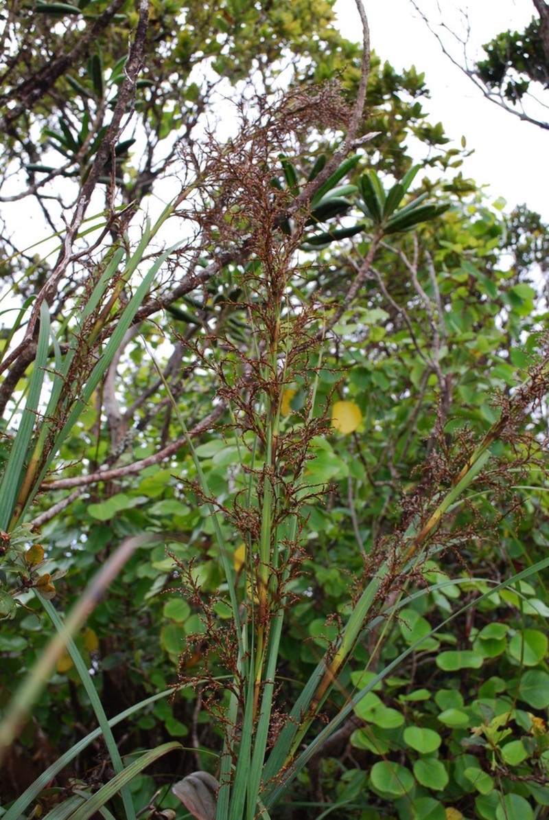 Fijian Sawsedge photo 8