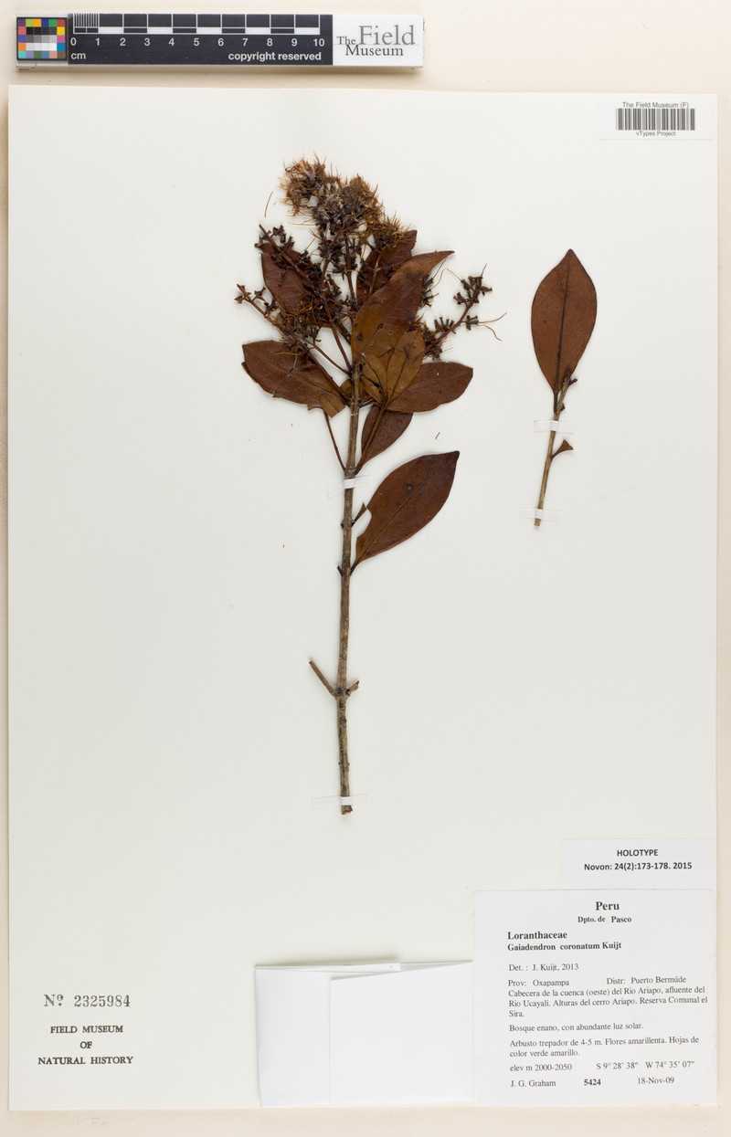 Gaiadendron coronatum
