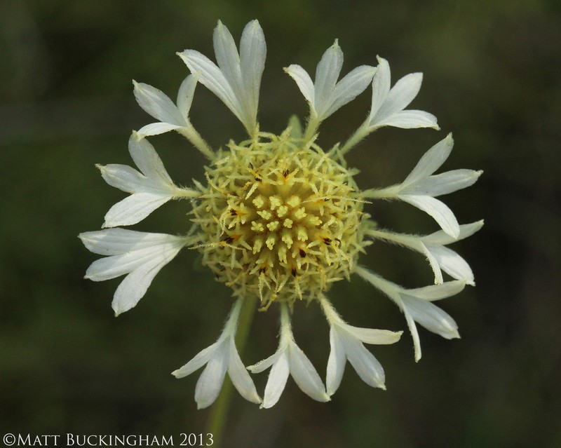 Lanceleaf Blanketflower
