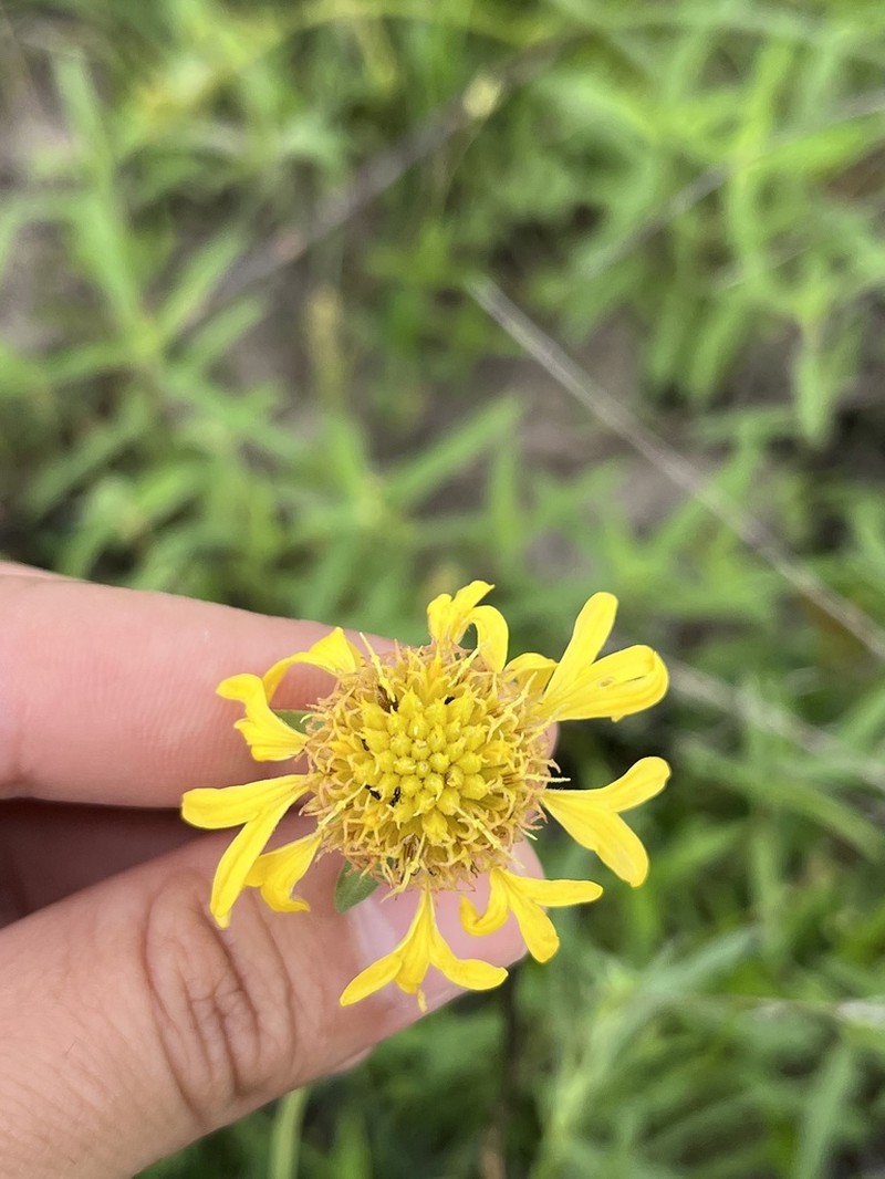 Lanceleaf Blanketflower photo 2