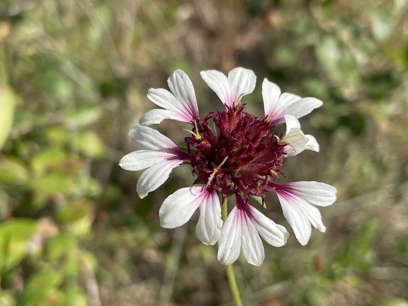 Lanceleaf Blanketflower photo 3