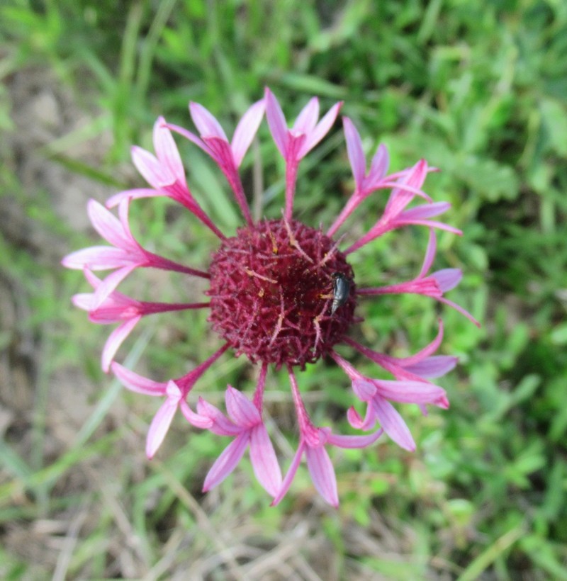 Lanceleaf Blanketflower photo 6