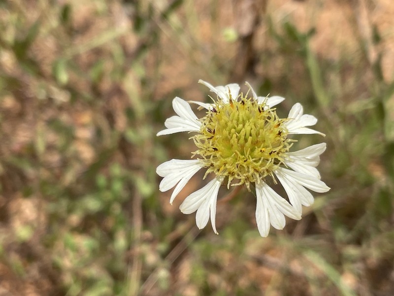 Lanceleaf Blanketflower photo 7