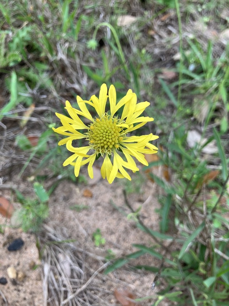 Lanceleaf Blanketflower photo 8