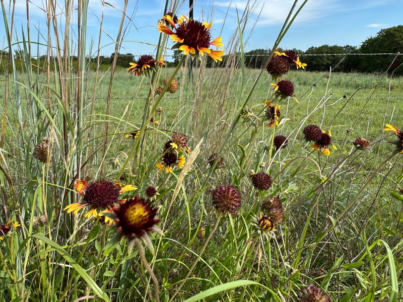 Gaillardia aestivalis var. aestivalis