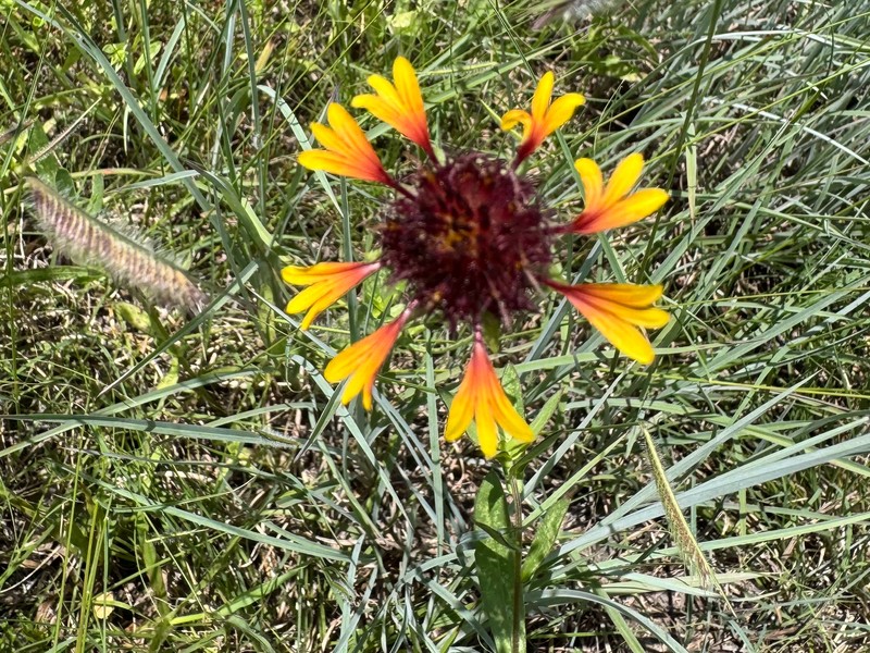 Gaillardia aestivalis var. aestivalis photo 2