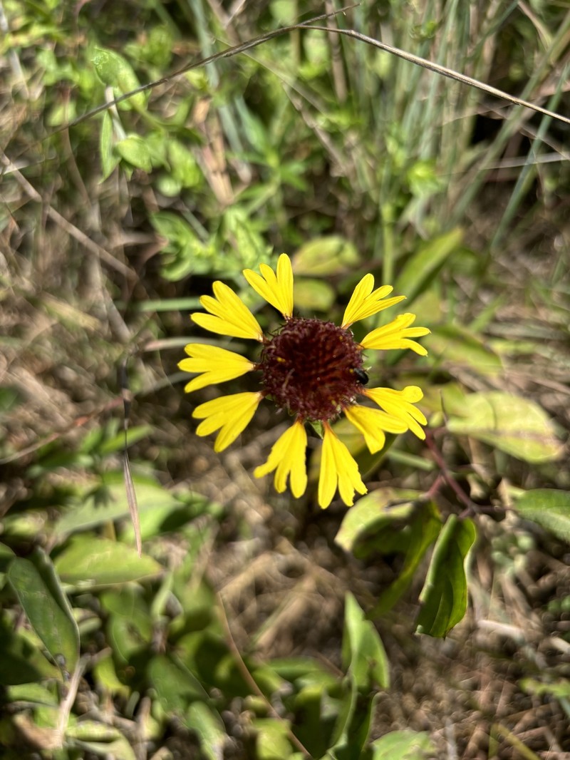 Gaillardia aestivalis var. aestivalis photo 3