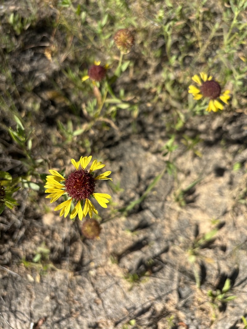 Gaillardia aestivalis var. aestivalis photo 4