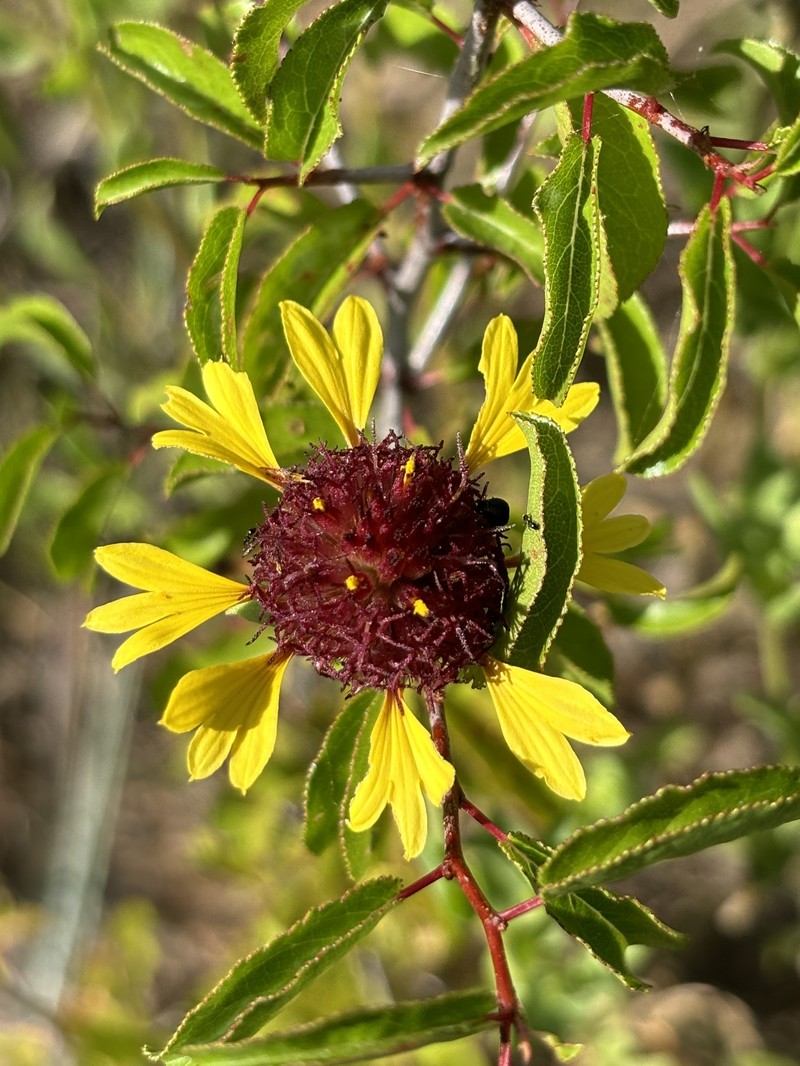 Gaillardia aestivalis var. aestivalis photo 5