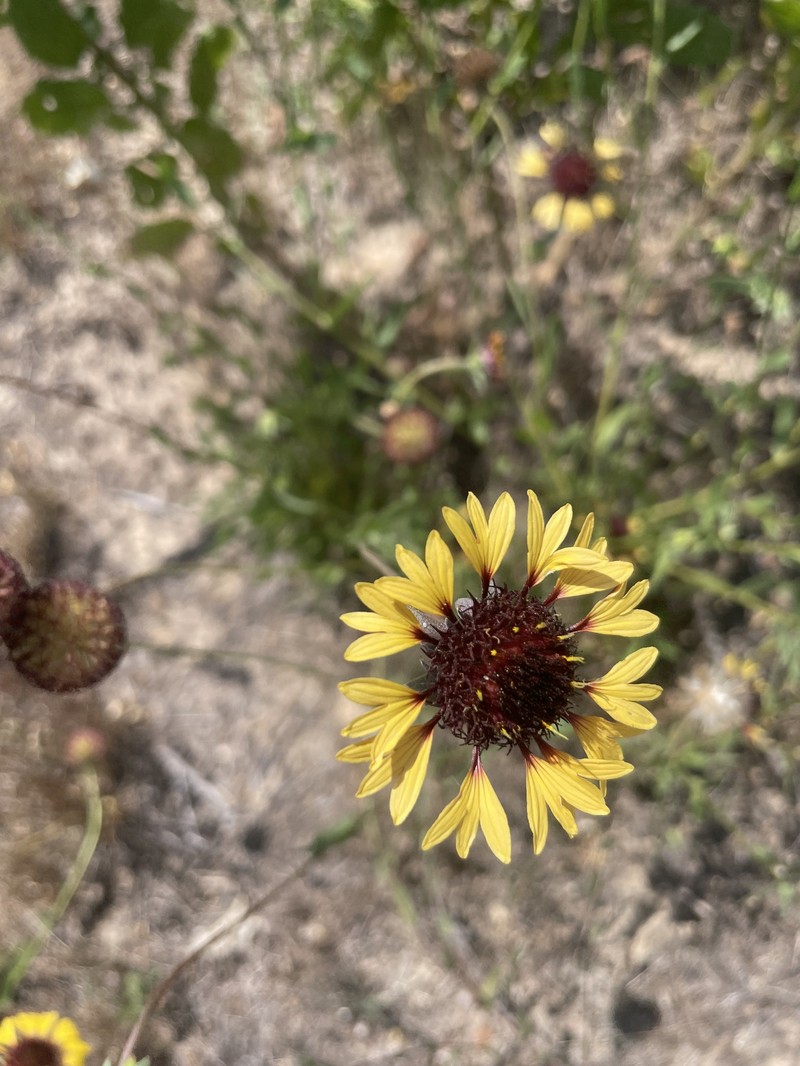 Gaillardia aestivalis var. aestivalis photo 6