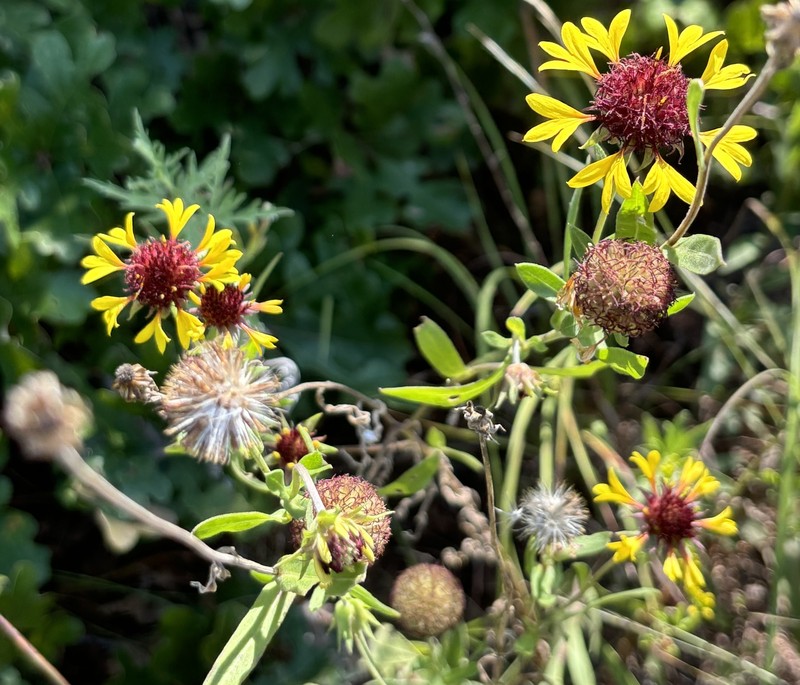 Gaillardia aestivalis var. aestivalis photo 7