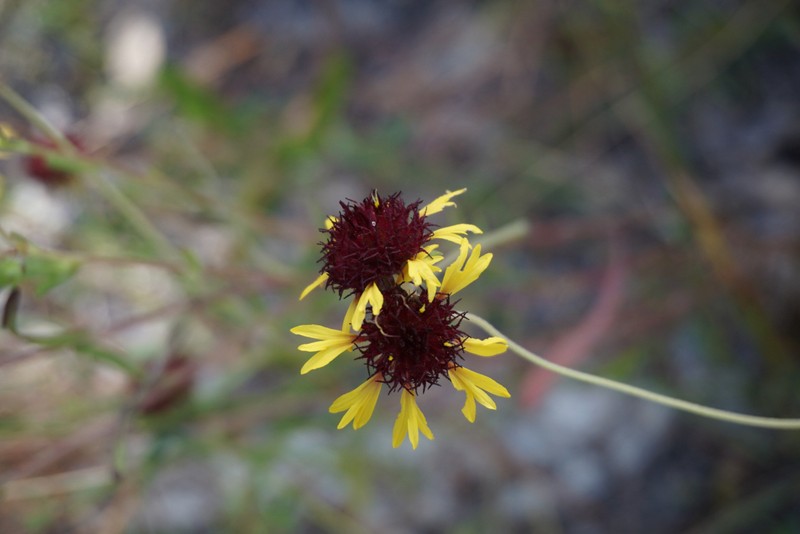 Gaillardia aestivalis var. aestivalis photo 8