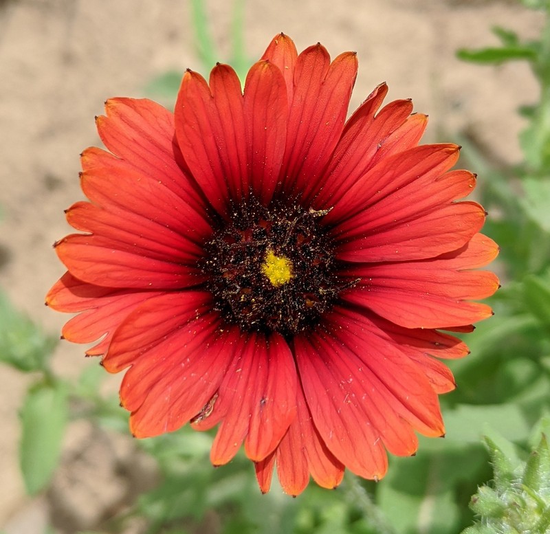 Maroon Blanketflower