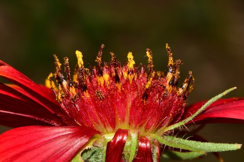 Maroon Blanketflower