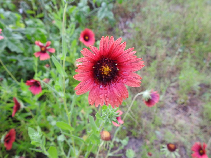 Maroon Blanketflower photo 2
