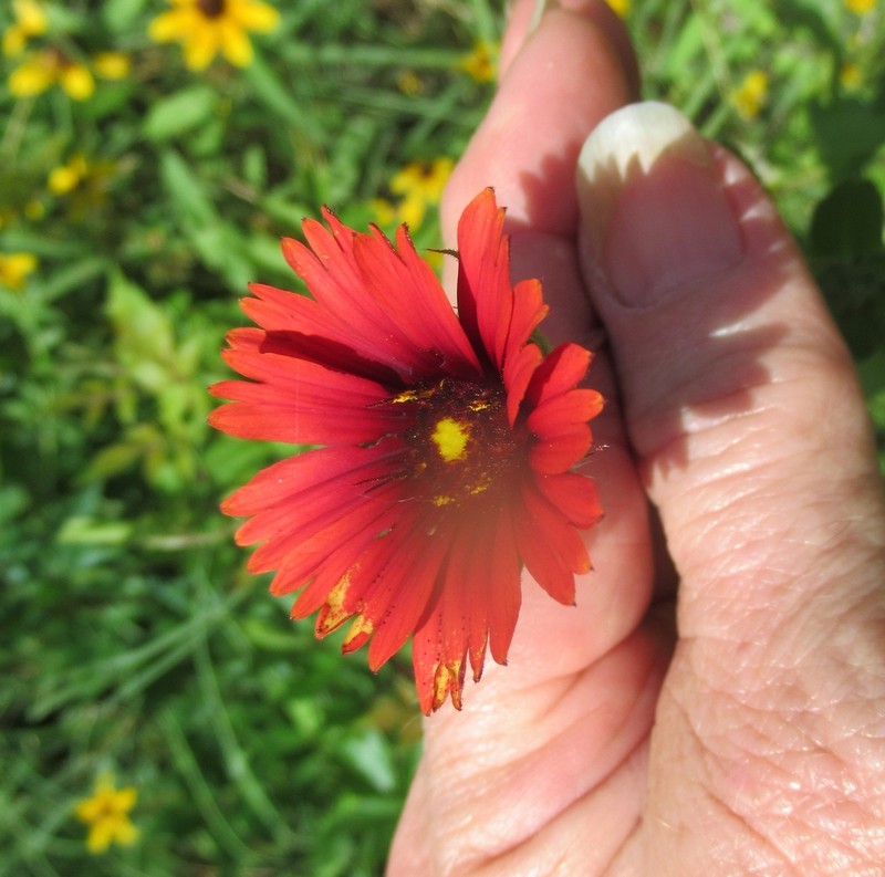 Maroon Blanketflower photo 3